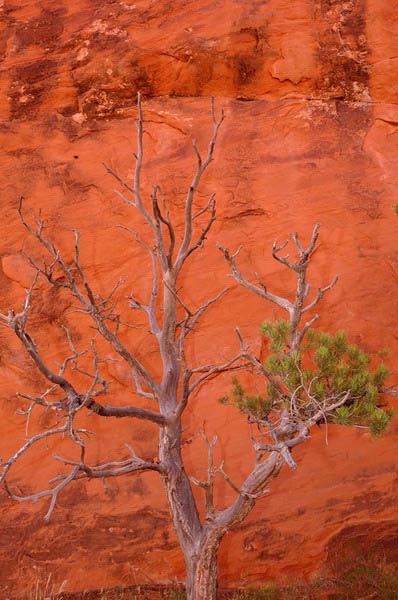 Tree & sandstone, Arches National Park