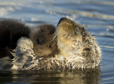 Mother sea otter and pup, Monterey Bay, California