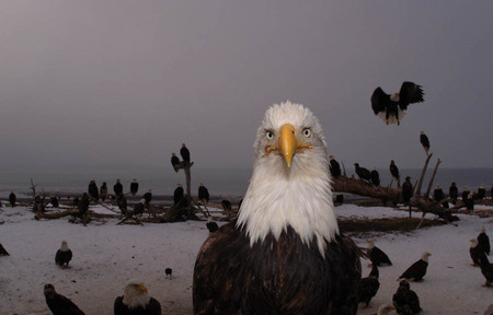Bald eagles, Homer Alaska