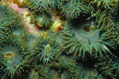 Aggregate anemones