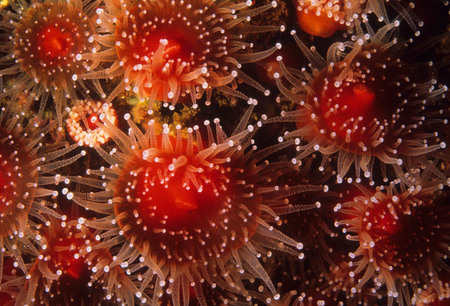 Strawberry anemones