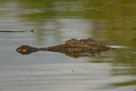 Stalking crocodile