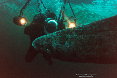 Photographing a Greenland shark under six feet of arctic ice