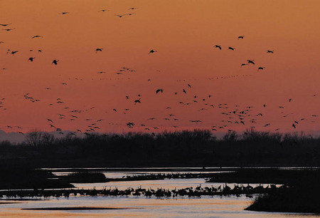 The great sandhill crane migration, North Platte River