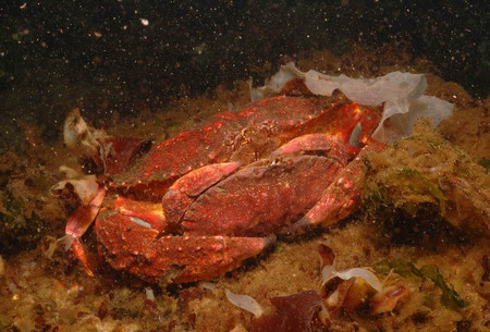 Mating Dungeness crabs