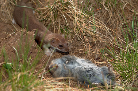 Long-tailed weasel with dead mouse