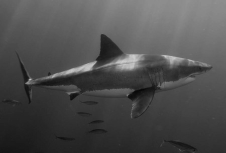 Pilar, a female great white shark I discovered off Guadalupe Island, Mexico