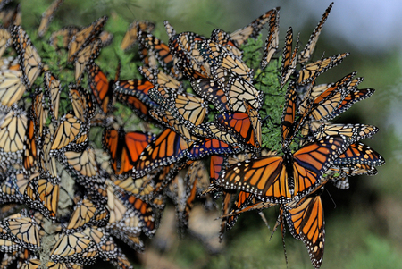 Migrating monarch butterflies, Pacific Grove, California