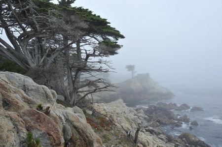 Lone Cypress in fog, Pebble Beach