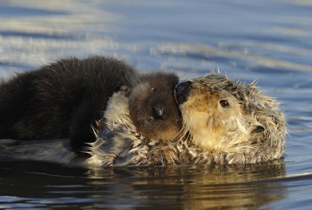 Mother sea otter and pup