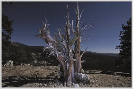 "High Country Ghost Trees, part II"