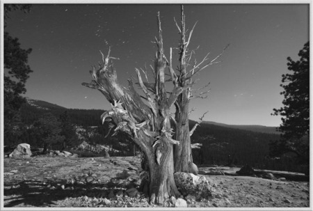 "High Country Ghost Trees, part II, noir"