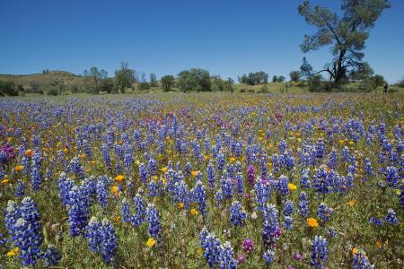 Lupines, Central Valley, California
