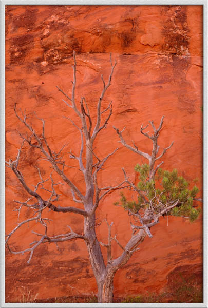 "Tree and sandstone"