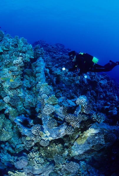 Anchor of the wreck of the 19th century sailing ship, Appoline Emile 