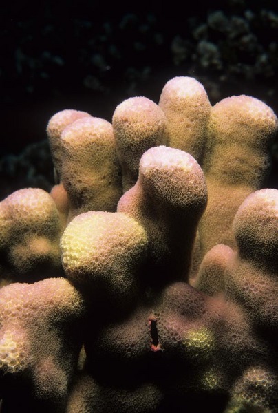 Coral detail