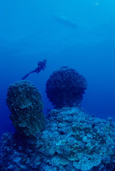 Diver and large coral formation