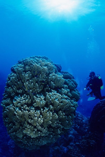 Diver and large coral formation