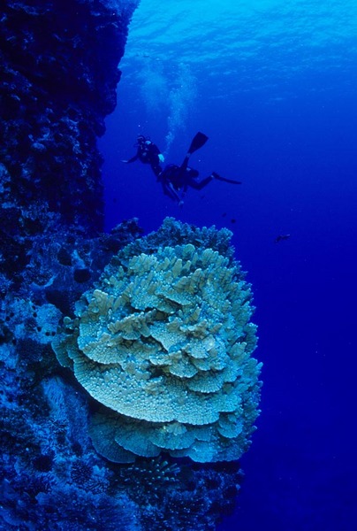 Plate corals on Motu Kao Kao
