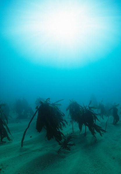 Kelp palms and sunburst