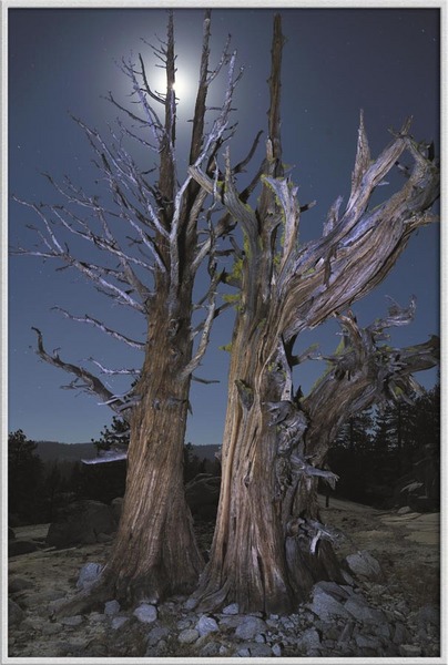 "High Country Ghost Trees"