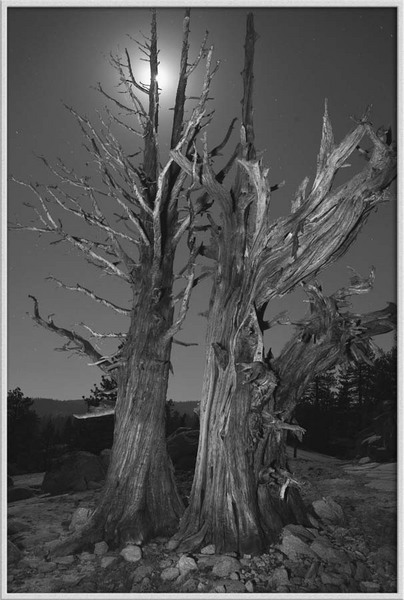 "High Country Ghost Trees, noir"