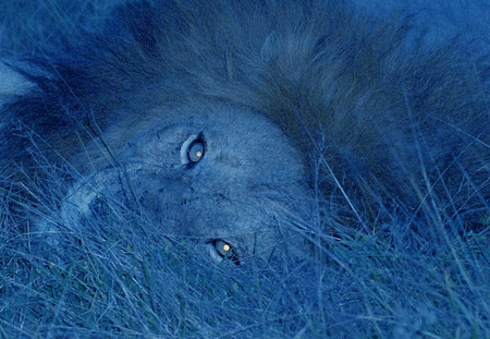 Night lion Serengeti, Tanzania