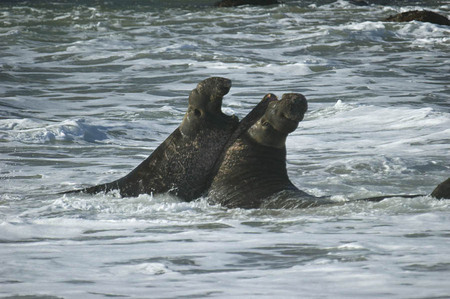 Fighting elephant seals, San Simeon, California