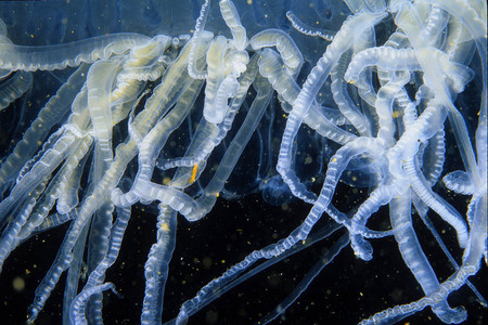 Jellyfish tentacles