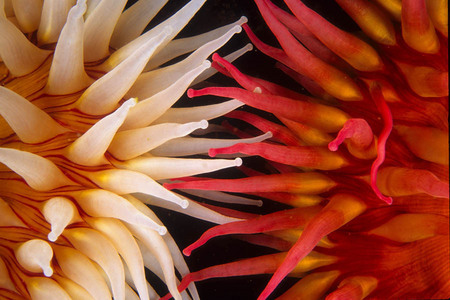 Anemone tentacles 