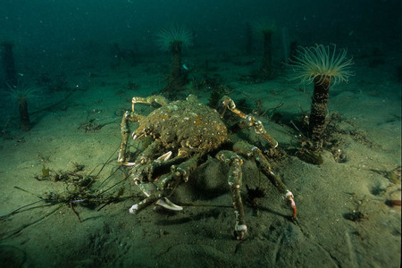 Sheeps crab and burrowing anemones