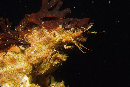 Face of a decorator crab