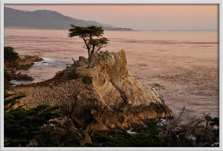 "Lone Cypress"