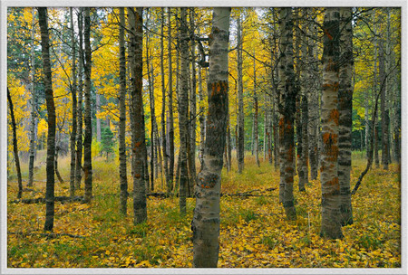 "Tahoe aspens"