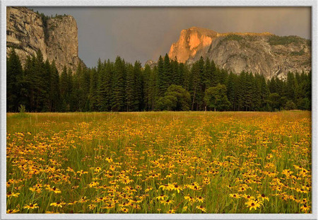 "Half dome meadow"