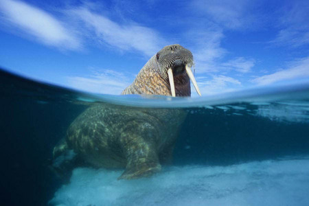 Walrus, Arctic Ocean