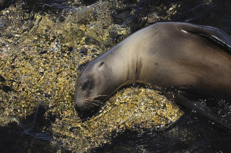 Sleeping sea lion