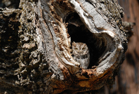 Screech owl