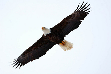 Bald eagle, Alaska