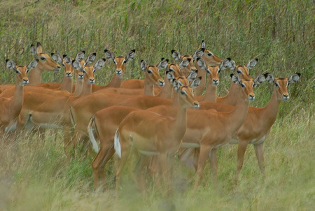 Female impalas