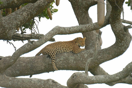 Leopard, Tanzania