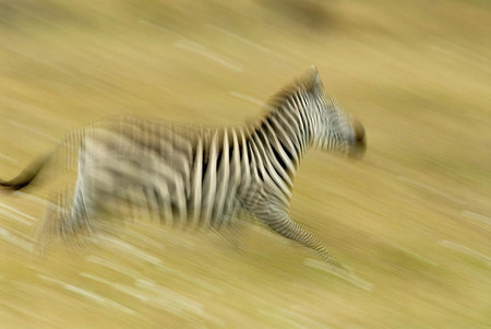 Running zebra