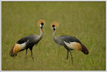 "Crowned Cranes"