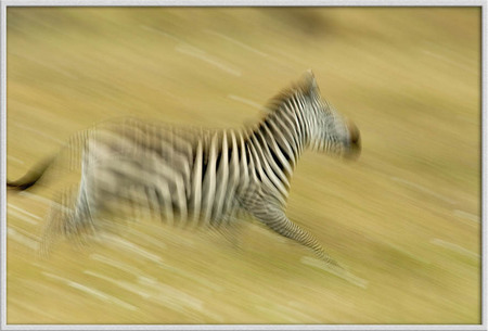"Running Zebra"