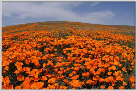 "Poppies Forever"