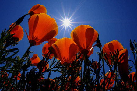 California golden poppies