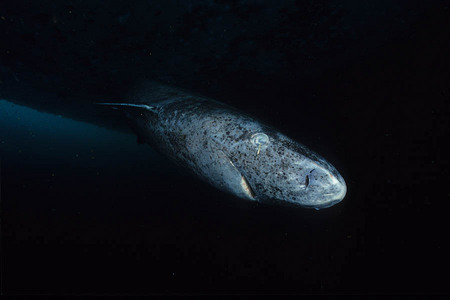 Greenland shark