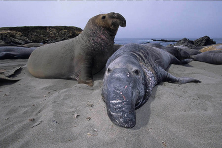 Bull elephant seals