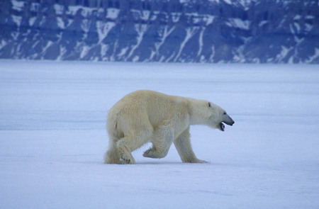 Polar bear, Baffin Island