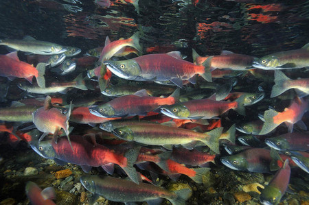 Kokanee salmon